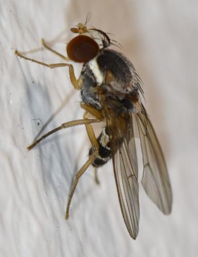 Leucophenga maculata
